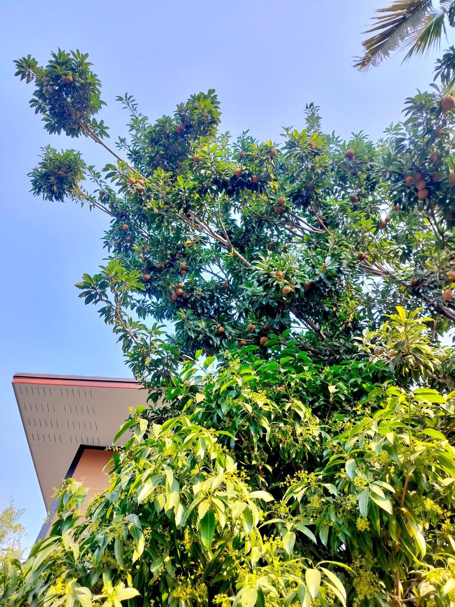 Oldy De Garden Lejlighedshotel Chiang Mai Eksteriør billede
